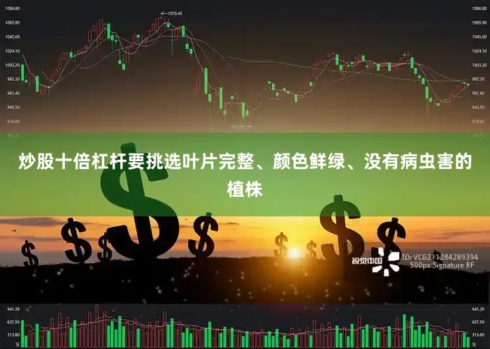 炒股十倍杠杆要挑选叶片完整、颜色鲜绿、没有病虫害的植株